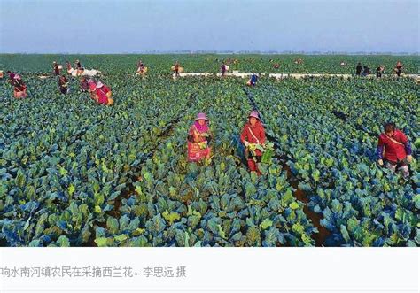 【新时代 新作为 新篇章】江苏盐城：打造长三角绿色农产品生产 ...