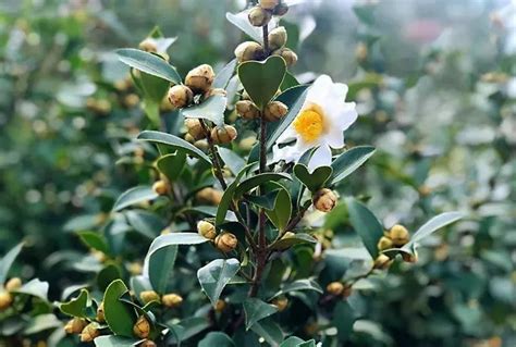 油茶常见害虫茶梢蛾，钻蛀油茶枝梢，高产种植要注意防治- 经济林