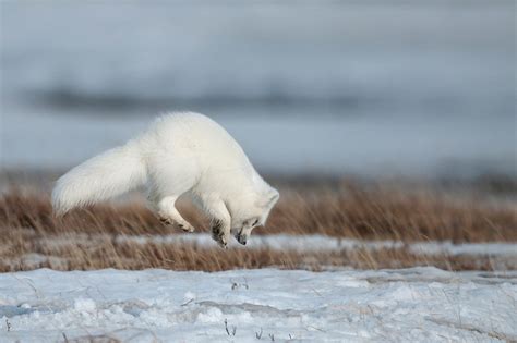 史诗之旅：一岁大北极狐步行3500公里穿越北极！每天一场全马连续76天！