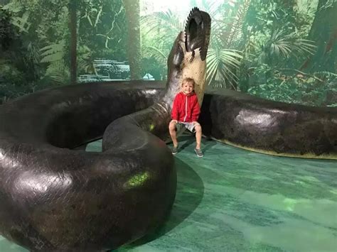 直击地球上最大的“巨蟒”, 长13米重一吨, 足以吞下一条鳄鱼!