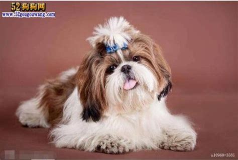 高贵的狗狗品种 最优雅的狗_宠物百科 - 养宠客