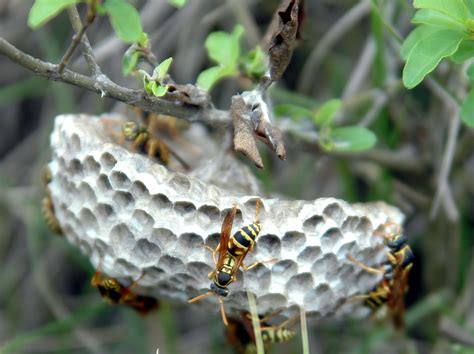 马蜂的生活习性，马蜂的阶段性特点 - 农敢网