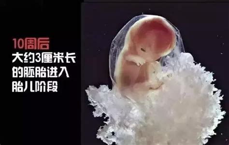 胎儿的发育过程(47张照片记录胎儿发育全过程！生命来之不易，实在神奇) - 【爱喜匠】