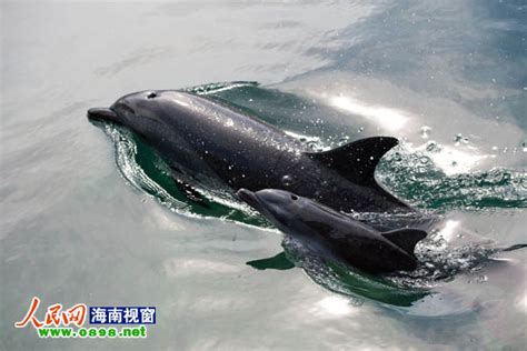 欢迎你呀！中华白海豚-贵阳网
