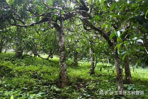 什么是台湾高山茶- 茶文化网