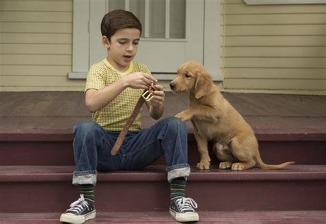 《一条狗的使命2》-高清电影-完整版在线观看