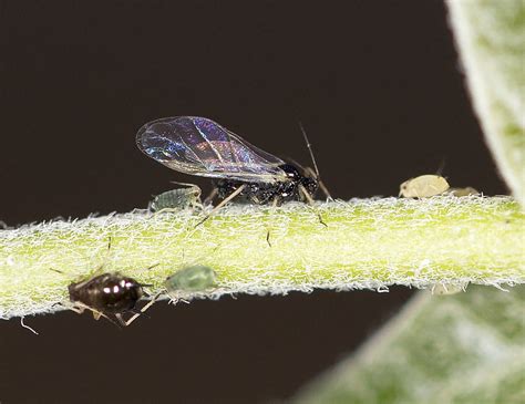 树上的蚂蚁和黑蚜虫高清图片下载-正版图片503653736-摄图网