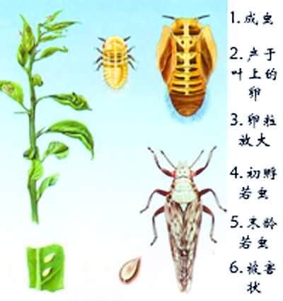 柑橘木虱图片