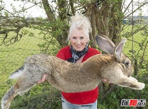 世界上最大的兔子，大流士兔子体长1.2米重达45斤_小狼观天下