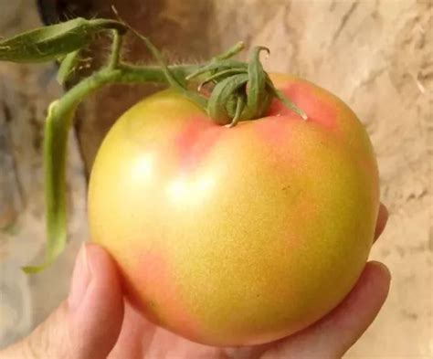 西红柿坐果期施什么肥 - 农敢网