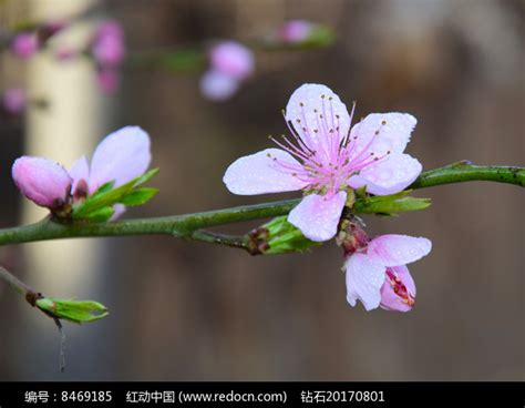 枝头盛开的桃花高清图片下载_红动中国