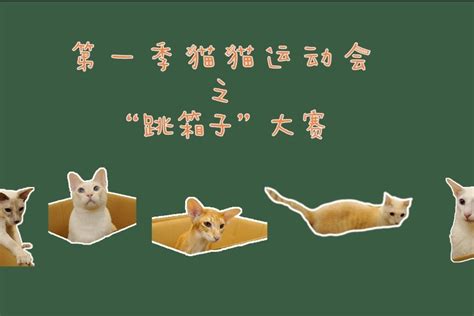 日常吸猫之第一届懒猫运动会VLOG_凤凰网视频_凤凰网