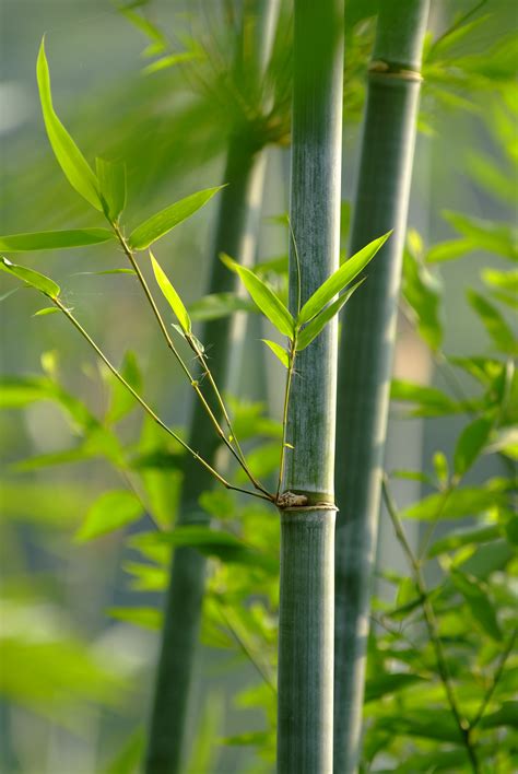 竹子能加工成哪些商品，详细介绍 - 农敢网