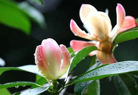 木莲花图片