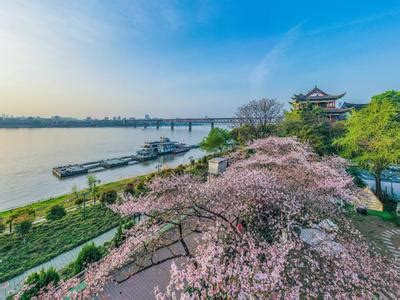 2021武汉晴川阁樱花最佳观赏时间-樱花在哪个位置_旅泊网
