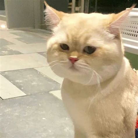 可爱猫咪头像甜美女生