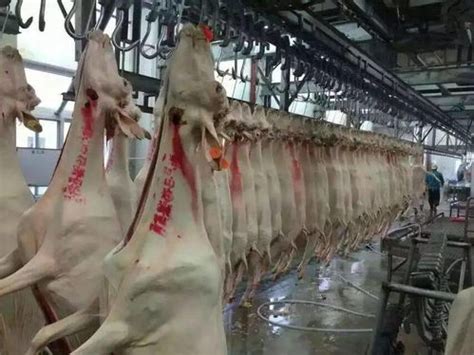 实拍中国鸡肉屠宰场，一小时能生产1000只鸡是如何做到的