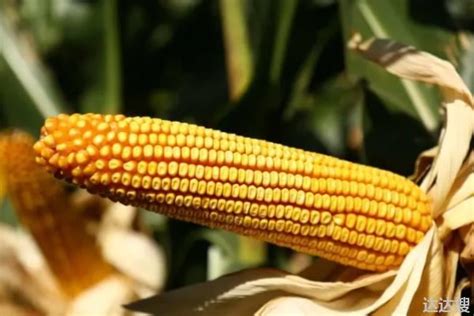 农星207玉米种简介产量如何，农星207玉米品种栽培方法 - 达达搜
