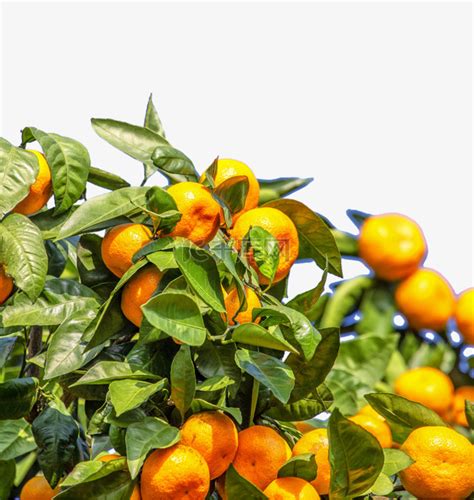 桔子橘子树植物果实素材图片免费下载-千库网