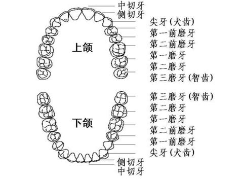 儿童牙齿矫正及口腔保健_家长信赖的儿童齿科医院_广州德伦口腔