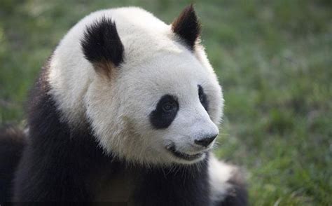 国宝熊猫高精大图-野生动物-百图汇素材网