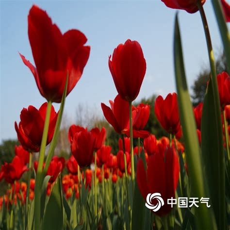2019桂林最全赏花攻略出炉，一整个春天都在这里了！-桂林生活网新闻中心