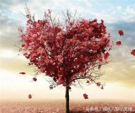 浪漫甜蜜爱情树通用AE相册模板含音乐图片_婚庆视频_编号2621146_红动中国
