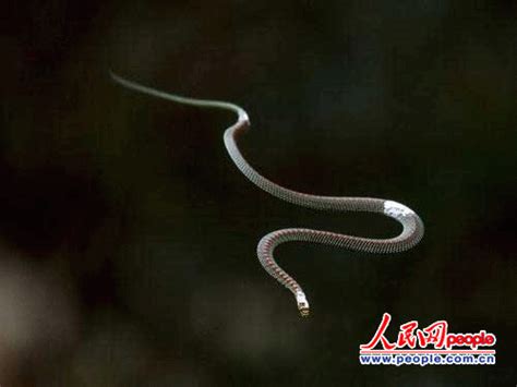 热带雨林里都有什么蛇,热带雨林最常见的蛇,热带雨林的种类_大山谷图库