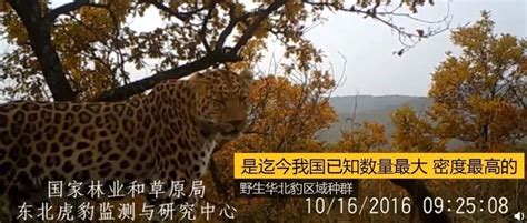 大好消息！陕西子午岭的豹子，有三位数那么多！|陕西_新浪新闻