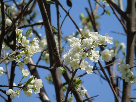 春日樱桃树上一些鲜花的惊人字高清图片下载-正版图片505251046-摄图网