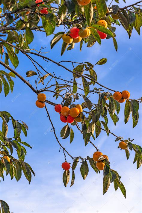 柿子树可以在黑龙江栽植吗-花卉百科-绿宝园林网