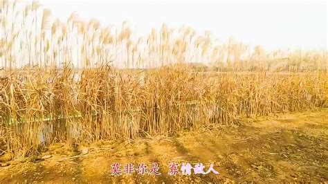 最近很火的一首歌《哥哥不是人》刘妍现场版！_腾讯视频
