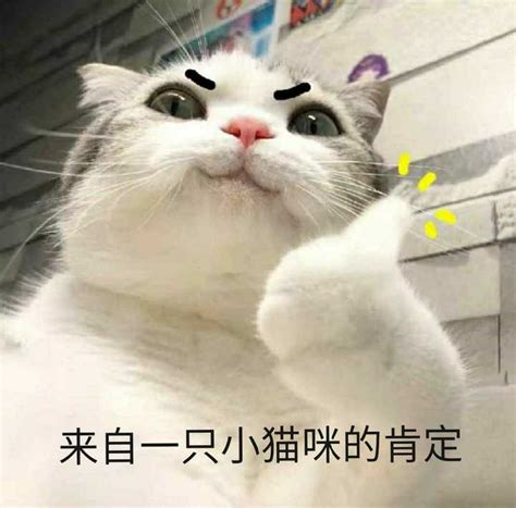 超可爱的胖猫猫一大一小表情包('')图片