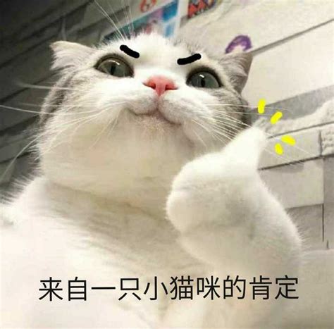 有这样的猫表情包的动图吗？ - 知乎