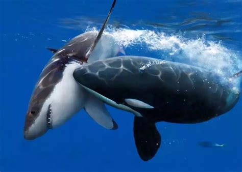 巨齿鲨vs大白鲨图片,鲨和鲨鱼怎么画,100头鲨图片_大山谷图库