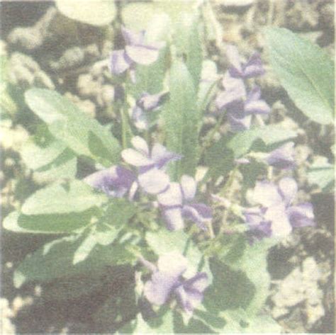 紫花地丁长什么样子的图片 紫花地丁的营养价值及功效与作用 - 醉梦生活网