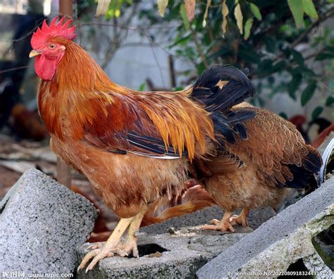 公鸡的尾巴能发挥哪些作用，附实用养殖要点 - 农敢网