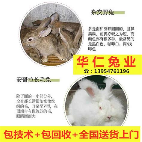 【永州肉兔养殖基地，你的发财致富之源】-湖南永州毛毛种兔场15807492351,13387467283-永州网商汇