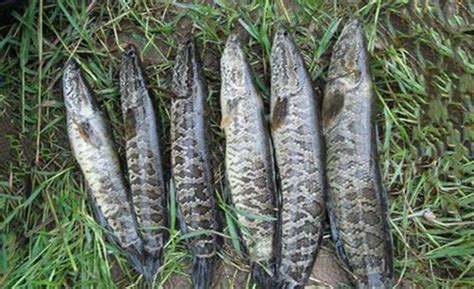 秋季黑鱼的几种民间钓法