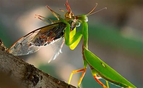螳螂为什么要吃掉自己的配偶 为什么交配后母的要把公的吃掉？ | 说明书网