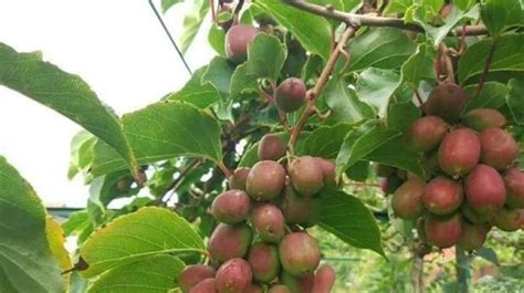 软枣猕猴桃品种大全