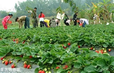 乡村采摘园，季季有果可采-武汉市农业农村局