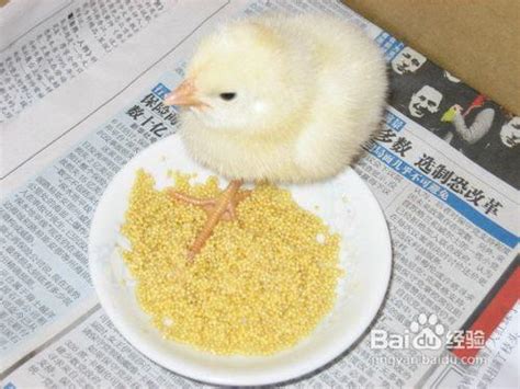 智慧蛋鸡：蛋鸡养殖之如何保证换羽鸡群达到产蛋高峰