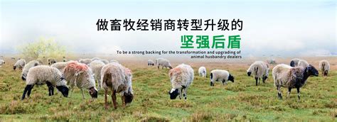 羊场规划设计与配套设施 - 牧场规划设计 - 北京国科诚泰农牧设备有限公司