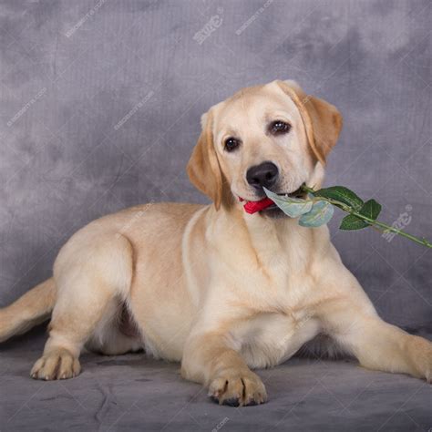 纯种拉布拉多犬幼犬狗狗出售 宠物拉布拉多犬可支付宝交易 拉布拉多犬 /编号10050700 - 宝贝它