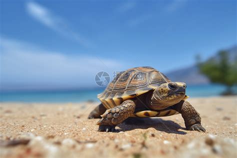 海边海龟爬行高清图片下载-正版图片600203008-摄图网