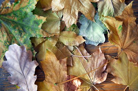 秋季标本馆木板环境草本植物学植物活力绿色水平长椅高清图片下载-正版图片321848826-摄图网
