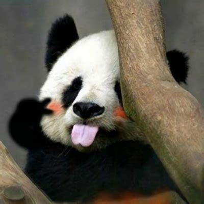 熊猫头头像图片