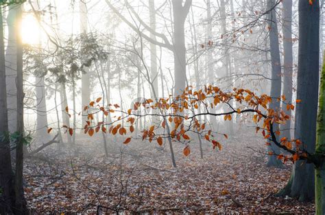 树林和田地之间在迷雾的清晨高清图片下载-正版图片507371632-摄图网
