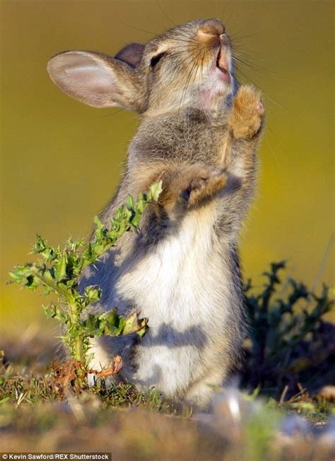 小兔子饥不择食吃带刺的草 表情亮了!